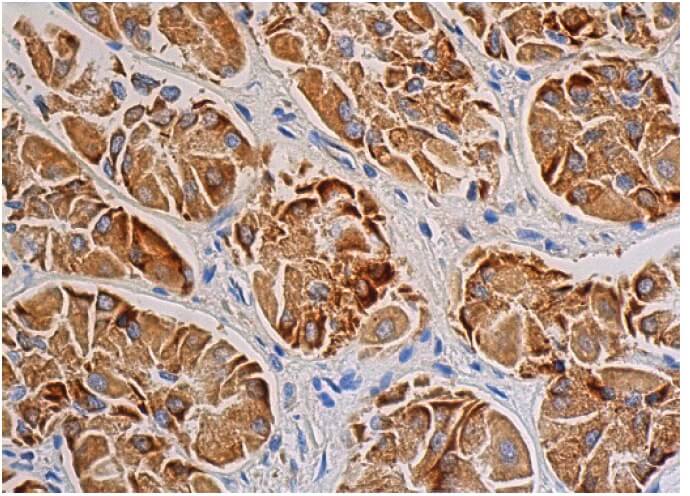 ERK 1 Antibody (G-8) | SCBT - Santa Cruz Biotechnology
