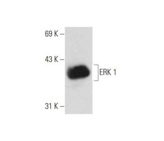 ERK 1 Antibody G 8 SCBT Santa Cruz Biotechnology