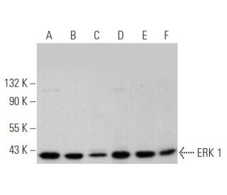 ERK 1 Antibody G 8 SCBT Santa Cruz Biotechnology