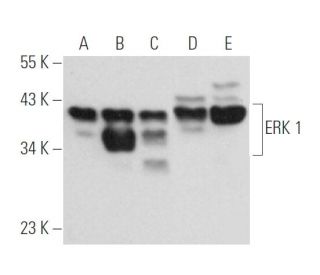 ERK 1 Antibody (G-8) | SCBT - Santa Cruz Biotechnology