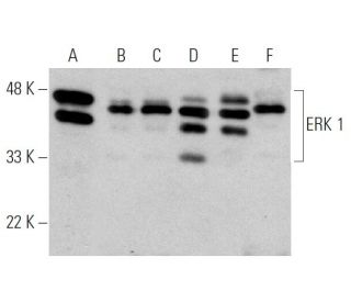 E.R.Kページ erk-1-antibody-g-8-western-