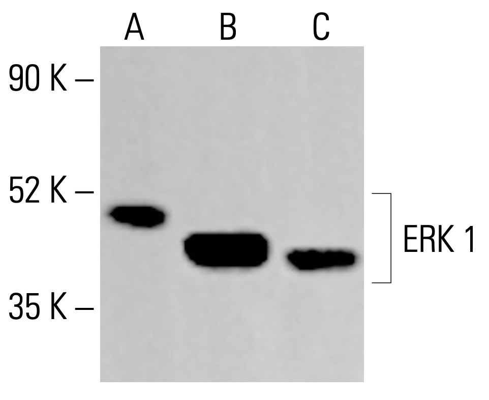 ERK 1 Antibody (G-8) | SCBT - Santa Cruz Biotechnology
