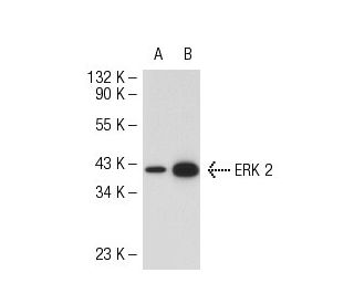 ERK 2 Antibody 12A4 SCBT Santa Cruz Biotechnology