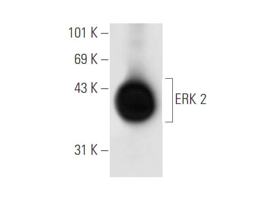 ERK 2 Antibody (6H3) | SCBT - Santa Cruz Biotechnology