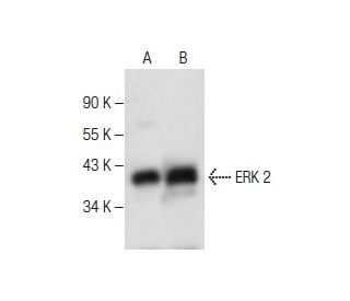 ERK 2 Antibody (C-8) | SCBT - Santa Cruz Biotechnology