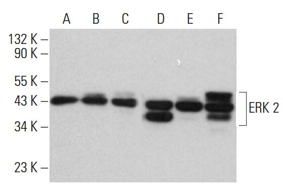 E.R.Kページ ERK 2 Antibody (C-8) | SCBT - Santa Cruz Biotechnology