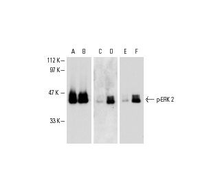 ERK 2 Antibody D 2 SCBT Santa Cruz Biotechnology