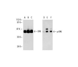 ERK 2 Antibody D 2 SCBT Santa Cruz Biotechnology