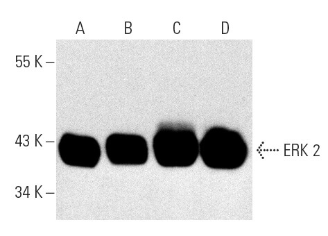 ERK 2 Antibody D 2 SCBT Santa Cruz Biotechnology