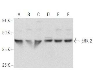 ERK 2 Antibody (D-2) | SCBT - Santa Cruz Biotechnology