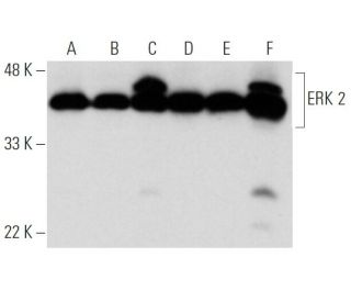 ERK 2 Antibody D 2 SCBT Santa Cruz Biotechnology