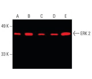 ERK 2 Antibody (D-2) - Western Blotting - Image 396223 