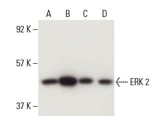 ERK 2 Antibody D 2 SCBT Santa Cruz Biotechnology