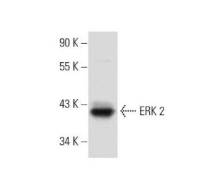 ERK 2 Antibody H 9 SCBT Santa Cruz Biotechnology