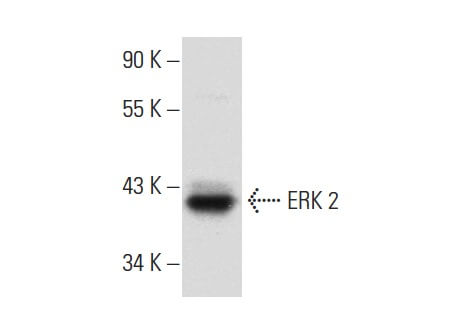 ERK 2 Anticuerpo (H-9) | SCBT - Santa Cruz Biotechnology