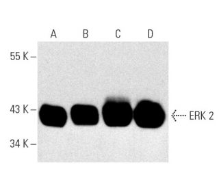 western blotting image from recommended ERK 2 (D-2) monoclonal antibody replacement. Image 1771