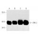 western blotting image from recommended ERK 2 (D-2) monoclonal antibody replacement. Image 1771