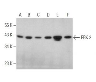 ERK 2 Antibody (4C11C11C4) - Western Blotting - Image 349298