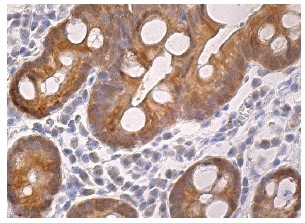 E.R.Kページ erk-3-antibody-b-10-