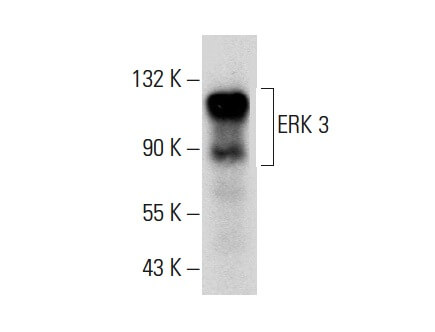 ERK 3 Antibody (B-10) | SCBT - Santa Cruz Biotechnology