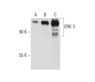 E.R.Kページ erk-3-antibody-b-10-