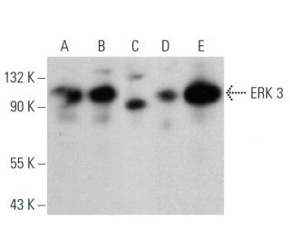 ERK 3 Antibody B 10 SCBT Santa Cruz Biotechnology