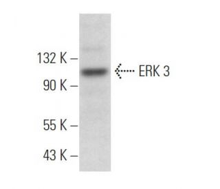 E.R.Kページ ERK 3 Antibody (B-10) | SCBT - Santa Cruz Biotechnology