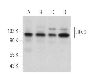 ERK 3 Antibody B 10 SCBT Santa Cruz Biotechnology