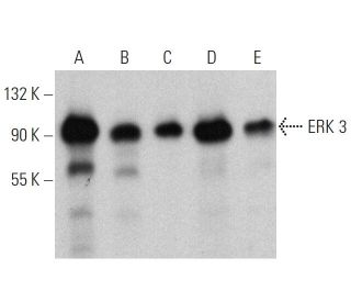 ERK 3 Antibody (G-2) - Western Blotting - Image 359962 