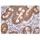immunohistochemistry image from recommended ERK 3 (B-10) monoclonal antibody replacement. Image 160303