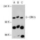 ERK 5 Antibody (12F2) - Western Blotting - Image 48341