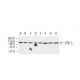 ERK 5 Antibody (12F2) - Western Blotting - Image 62905 