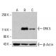 ERK 5 Antibody (C-11) - Western Blotting - Image 415248