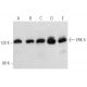 western blotting image from recommended ERK 5 (C-7) monoclonal antibody replacement. Image 354697