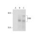 ERM Antibody (H-06) - Western Blotting - Image 70669