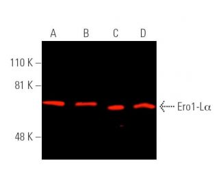 Ero1-Lα Antibody (D-7) - Western Blotting - Image 389981