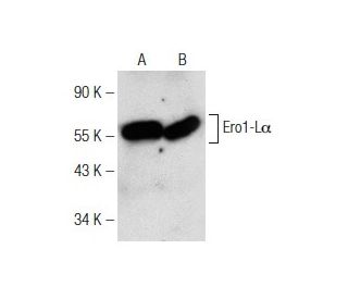 Ero1-L&alpha; Antibody (D-7) - Western Blotting - Image 142524 