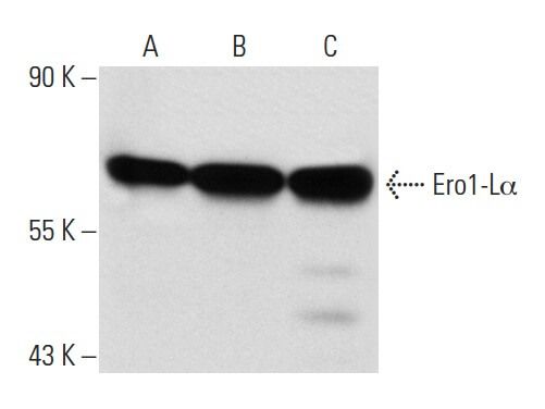 Ero1-Lα Antibody (YW-8) | SCBT - Santa Cruz Biotechnology