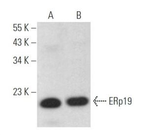 ERp19 Antibody (C-7) - Western Blotting - Image 368989 