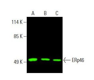 ERp46 Antibody (C-11) - Western Blotting - Image 396033 