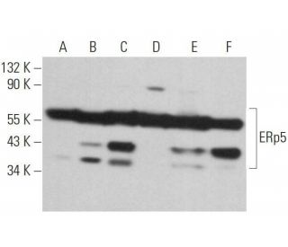 ERp5 Antibody (F-5) - Western Blotting - Image 359204 