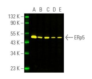 ERp5 Antibody (G-5) - Western Blotting - Image 391214 