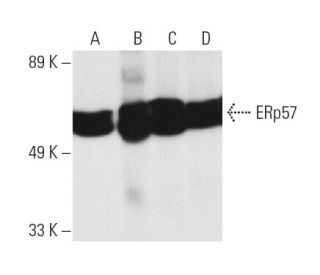 ERp57 Antibody (MaP.ERp57) - Western Blotting - Image 4996 
