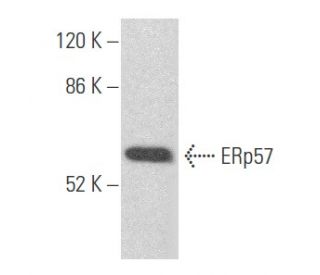 ERp57 Antibody (MaP.ERp57) - Western Blotting - Image 355621 