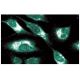 ERp72 Antibody (3) - Immunofluorescence - Image 60587 