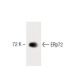 ERp72 Antibody (3) - Western Blotting - Image 60296 