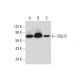 ERp72 Antibody (3) - Western Blotting - Image 130417