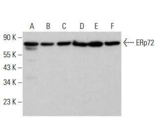 ERp72 Antibody (B-2) - Western Blotting - Image 381818 