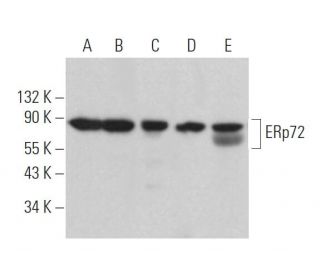 ERp72 Antibody (C-7) - Western Blotting - Image 365954 