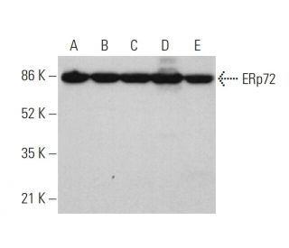 ERp72 Antibody (B-2) - Western Blotting - Image 357949 